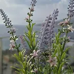 Daire Sadet's Penthouse